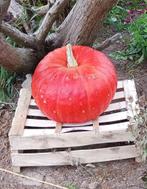 Potirons à vendre, Tuin en Terras, Planten | Fruitbomen, Ophalen, Overige soorten, Bloeit niet
