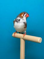 Bonte zebravink man, Mannelijk, Tropenvogel, Geringd