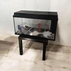 Aquarium, Dieren en Toebehoren