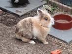 Prachtige leeuwenkop rammelaar, Dieren en Toebehoren