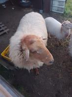 Houtlander stamboom ram, Animaux & Accessoires, Moutons, Chèvres & Cochons