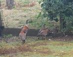 Grijskopganzen, Dieren en Toebehoren, Pluimvee