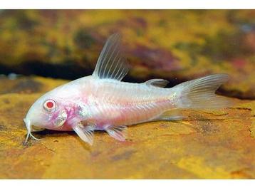 Corydoras Paleatus Albino, Poisson d'eau douce