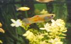 Geel Endler guppies volwassen of jongen, Dieren en Toebehoren, Vissen | Aquariumvissen