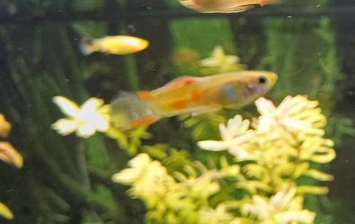 Geel Endler guppies volwassen of jongen, Dieren en Toebehoren, Vissen | Aquariumvissen