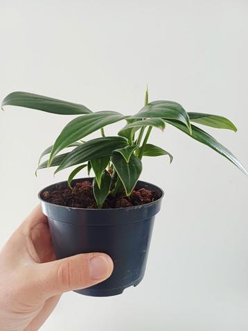 Rhaphidophora decursiva  beschikbaar voor biedingen