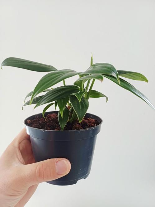 Rhaphidophora decursiva, Huis en Inrichting, Kamerplanten, Ophalen of Verzenden