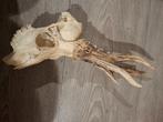 Gewei reebok, Verzamelen, Dierenverzamelingen, Ophalen, Gebruikt, Hert, Gewei of Kop