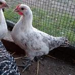 Wit gespikkelde kriel haan, Dieren en Toebehoren