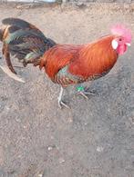 Haan goudbrakel kriel, Dieren en Toebehoren, Mannelijk, Kip