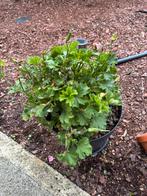 Roze geranium incl pot/deksel, Tuin en Terras, Planten | Tuinplanten, Ophalen
