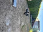 Barnevelder krielen, Dieren en Toebehoren, Vogels | Overige Vogels, Vrouwelijk, Geringd