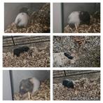 Goudhamsters, Dieren en Toebehoren, Knaagdieren, Juli, Geslacht onbekend, Hamster