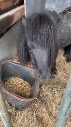 Shetlandpony met stamboom te koop, Dieren en Toebehoren, Ophalen, Gebruikt