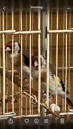 Koppel grote distelvink, Dieren en Toebehoren, Vogels | Kanaries, Meerdere dieren
