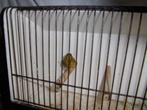 cine x kanarie man, Dieren en Toebehoren, Vogels | Overige Vogels, Mannelijk, Wildzangvogel, Geringd