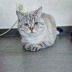 Britse korthaar kater, Dieren en Toebehoren, Katten en Kittens | Raskatten | Korthaar, Kater, Gechipt, 0 tot 2 jaar