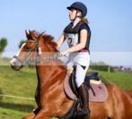 D sportpony, Dieren en Toebehoren, Pony's, Ruin, D pony (1.37m tot 1.48m), Springpony, 11 jaar of ouder