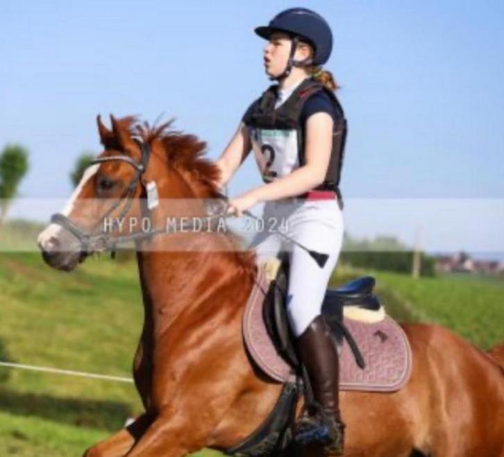 D sportpony, Dieren en Toebehoren, Pony's, Ruin, D pony (1.37m tot 1.48m), Springpony, 11 jaar of ouder