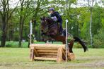 Brave en knappe 7-jarige allround merrie, Merrie, Gechipt, L, 7 tot 10 jaar