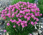 Armeria Splendens of Engels gras, Ophalen, Vaste plant, Bodembedekkers
