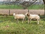 Bélier et brebis Wiltshire Horn à vendre, Animaux & Accessoires, Moutons, Chèvres & Cochons