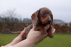 Prachtige kortharige dwerg teckel pups (ouders aanwezig), Dieren en Toebehoren, België, CDV (hondenziekte), 8 tot 15 weken, Korthaar