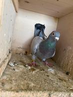 Duivin, Dieren en Toebehoren, Vogels | Duiven, Vrouwelijk, Postduif
