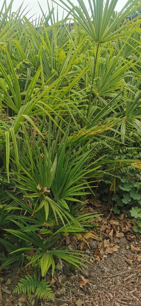 palmboom voor binnen of buiten. Eigen kweek!, Tuin en Terras, Planten | Tuinplanten, Ophalen