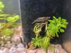 Wildkleur garnalen Neocaridina, Dieren en Toebehoren