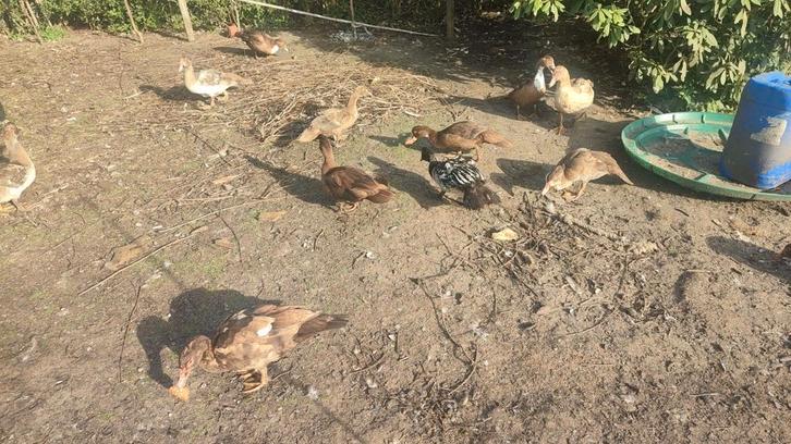 Barberie eenden te koop, Dieren en Toebehoren, Pluimvee, Eend, Meerdere dieren