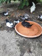 Barberie eenden, Muskuseenden, Dieren en Toebehoren, Pluimvee, Meerdere dieren, Eend