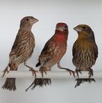 mexicaanse roodmussen, Meerdere dieren, Wildzangvogel