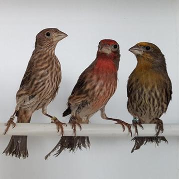 mexicaanse roodmussen, Dieren en Toebehoren, Vogels | Overige Vogels, Meerdere dieren, Wildzangvogel