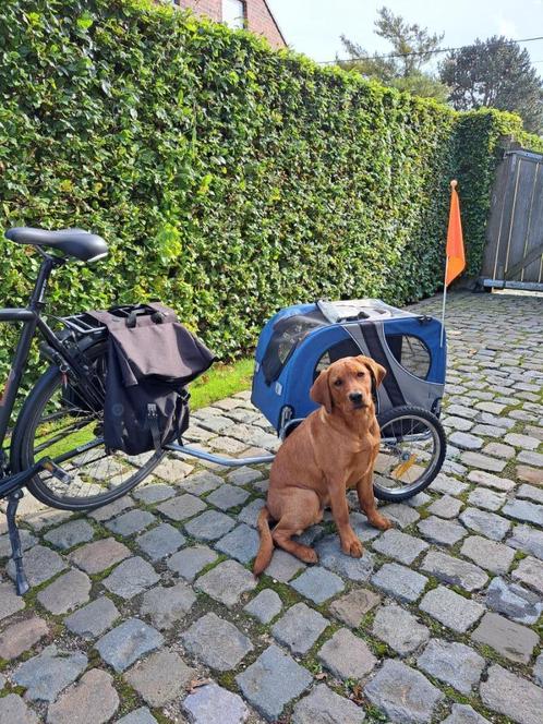 Hondenfietskar, Vélos & Vélomoteurs, Accessoires vélo | Remorques, Comme neuf, Remorque pour chien, 20 à 40 kg, Pliable, Enlèvement