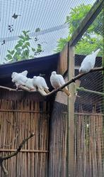 Witte duiven, Animaux & Accessoires, Oiseaux | Pigeons