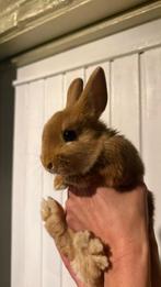 Kleurdwerg konijn, Dieren en Toebehoren, Konijnen