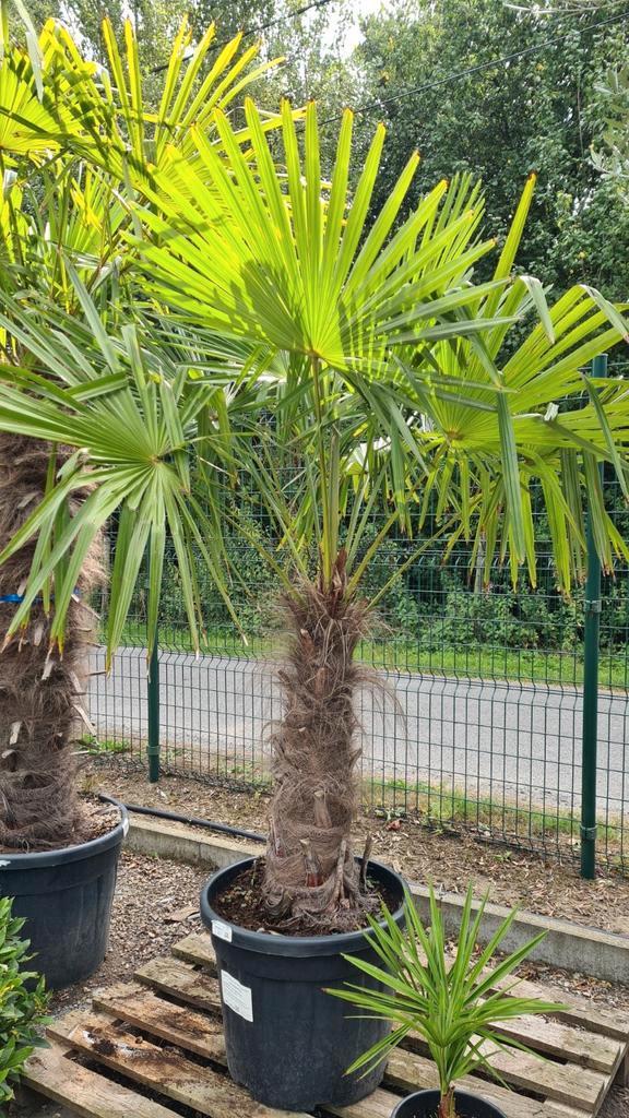 Winterharde palmboom Trachycarpus Fortunei, Tuin en Terras, Planten | Bomen, Palmboom, Halfschaduw, Ophalen