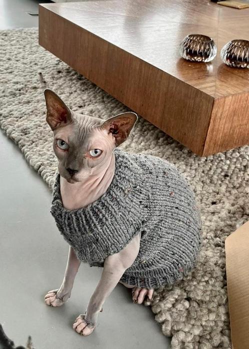 Warme trui kattenkleding Sphynx kat kitten Rex  Handmade, Animaux & Accessoires, Accessoires pour chats, Neuf, Envoi