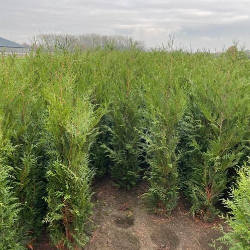 Thuja atrovierens, Tuin en Terras, Planten | Struiken en Hagen, Taxus, Ophalen of Verzenden