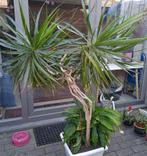 Grote Dracaena+ grote Spatiphyllum in pot met waterreservoir, Ophalen, In pot