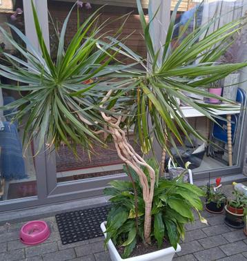 Grote Dracaena+ grote Spatiphyllum in pot met waterreservoir beschikbaar voor biedingen