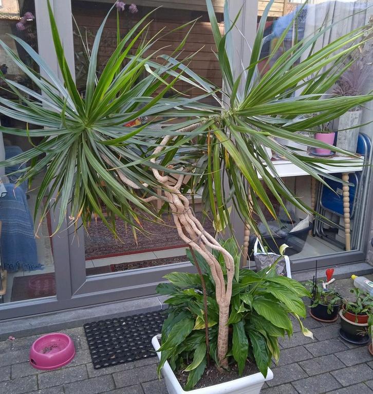 Grote Dracaena+ grote Spatiphyllum in pot met waterreservoir, Huis en Inrichting, Kamerplanten, In pot, Ophalen