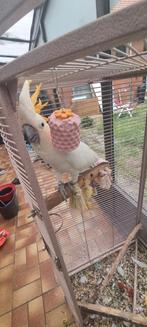 Oranje kuif kaketoe, Dieren en Toebehoren, Mannelijk, Papegaai, Pratend