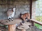 Gecastreerde dwerggeit bokjes, Animaux & Accessoires, Mâle, Chèvre, 0 à 2 ans