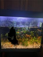 Aquarium avec platy, Animaux & Accessoires, Enlèvement, Comme neuf, Aquarium d'eau douce rempli