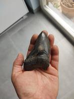 tand van een Megalodon haai, mist een stukje. zie foto's., Verzamelen, Ophalen of Verzenden