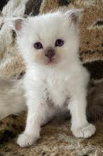 Heilige birmaan kittens, Dieren en Toebehoren, Katten en Kittens | Raskatten | Langhaar, Meerdere dieren, 0 tot 2 jaar, Gechipt