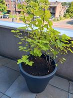 Binnen en buiten planten fruit struiken, Tuin en Terras, Ophalen