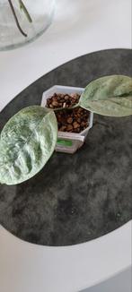 Hoya coricae silver, Huis en Inrichting, Kamerplanten, Ophalen of Verzenden